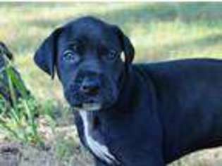 Great Dane Puppy for sale in Bristow, OK, USA