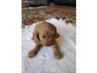 Cavapoo Puppy for sale in Canton, GA, USA