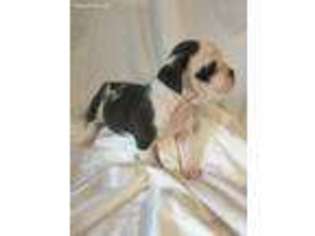 Olde English Bulldogge Puppy for sale in Corinth, MS, USA