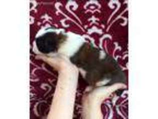Saint Bernard Puppy for sale in Denver, CO, USA