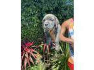 Cane Corso Puppy for sale in Sherman Oaks, CA, USA