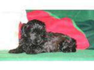 Havanese Puppy for sale in Paradise, PA, USA