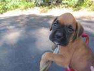Boxer Puppy for sale in Reinholds, PA, USA