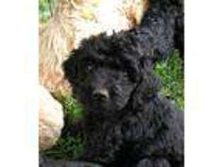 Goldendoodle Puppy for sale in Clemmons, NC, USA