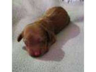 Dachshund Puppy for sale in Anniston, AL, USA