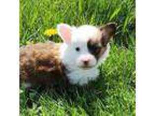 Pembroke Welsh Corgi Puppy for sale in Walker, IA, USA