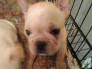 French Bulldog Puppy for sale in GEUDA SPRINGS, KS, USA