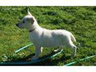German Shepherd Dog Puppy for sale in Corning, CA, USA
