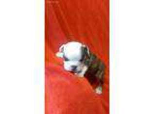 Bulldog Puppy for sale in Ketchum, OK, USA