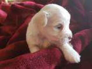 Mutt Puppy for sale in Clarkston, WA, USA