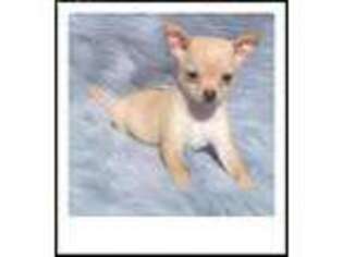 Chihuahua Puppy for sale in Boone, CO, USA