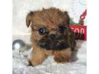 Brussels Griffon Puppy for sale in Safford, AZ, USA