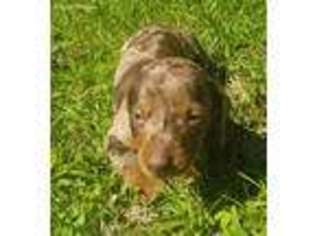 Medium Photo #1 Dachshund Puppy For Sale in Greenville, SC, USA