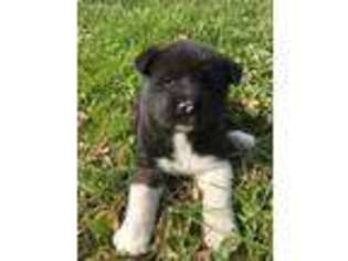 Akita Puppy for sale in Tazewell, VA, USA