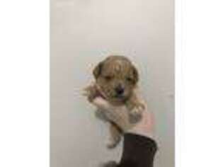 Mutt Puppy for sale in Hartshorne, OK, USA