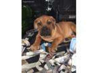 American Bandogge Puppy for sale in Bronx, NY, USA
