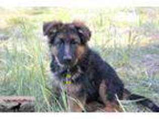 German Shepherd Dog Puppy for sale in Chiloquin, OR, USA