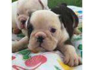Bulldog Puppy for sale in Port Neches, TX, USA