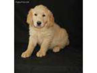 Golden Retriever Puppy for sale in Harrison, AR, USA