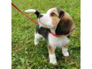 Beagle Puppy for sale in Columbus, OH, USA