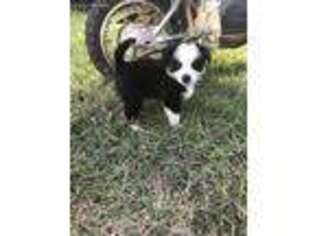 Miniature Australian Shepherd Puppy for sale in Salina, OK, USA