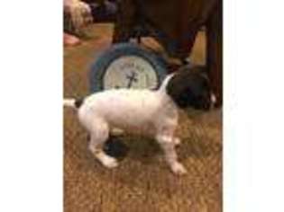 German Shorthaired Pointer Puppy for sale in Oakdale, CT, USA