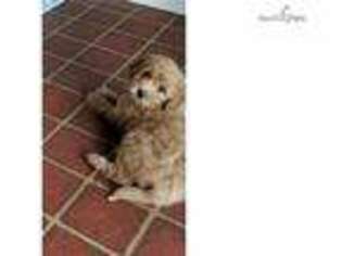 Goldendoodle Puppy for sale in Annapolis, MD, USA