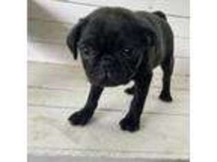 Pug Puppy for sale in Berlin, CT, USA