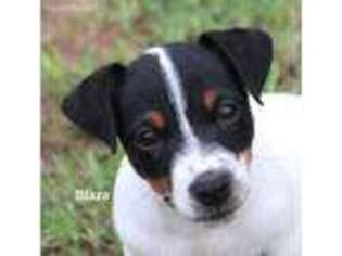 Jack Russell Terrier Puppy for sale in Seymour, TX, USA