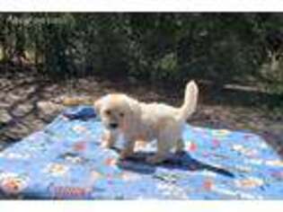 Goldendoodle Puppy for sale in Floral City, FL, USA