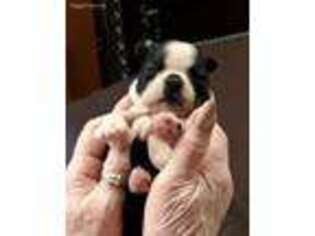 Boston Terrier Puppy for sale in Avon Park, FL, USA