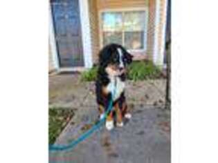 Bernese Mountain Dog Puppy for sale in Columbia, MD, USA