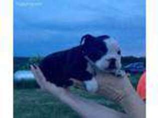 Bulldog Puppy for sale in Newport, KY, USA