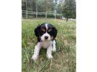 Cavalier King Charles Spaniel Puppy for sale in Waconia, MN, USA