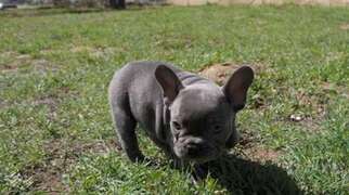 View Ad: French Bulldog Puppy for Sale near Connecticut USA