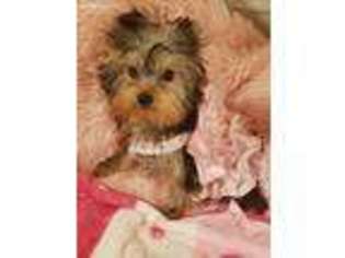 Yorkshire Terrier Puppy for sale in West Hartford, CT, USA