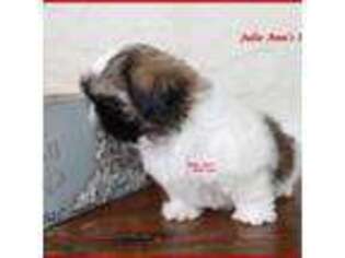 Mutt Puppy for sale in Richmond, MI, USA