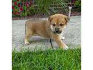 Shiba Inu Puppy for sale in Raleigh, NC, USA