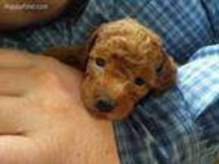 Mutt Puppy for sale in Warren Center, PA, USA