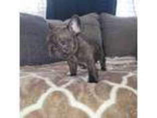 French Bulldog Puppy for sale in Houston, MS, USA