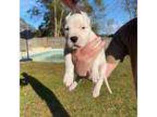 Dogo Argentino Puppy for sale in Fort Walton Beach, FL, USA