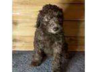 Labradoodle Puppy for sale in Delaware, OH, USA