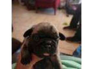 Pug Puppy for sale in Oceanside, CA, USA