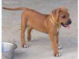 Rhodesian Ridgeback Puppy for sale in Ada, OK, USA