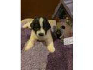 Newfoundland Puppy for sale in Tewksbury, MA, USA