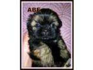 Doberman Pinscher Puppy for sale in SPRUCE PINE, NC, USA