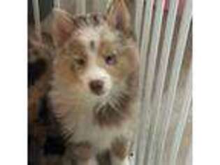 Siberian Husky Puppy for sale in Lindenhurst, NY, USA