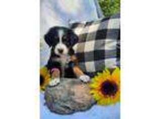 Bernese Mountain Dog Puppy for sale in Polson, MT, USA