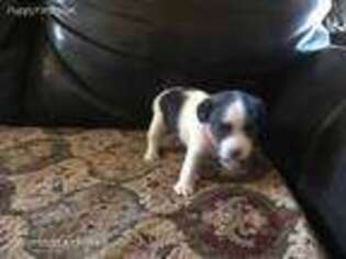 Mutt Puppy for sale in Wikieup, AZ, USA
