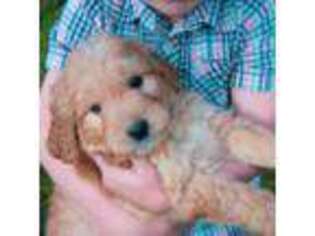 Goldendoodle Puppy for sale in Evart, MI, USA